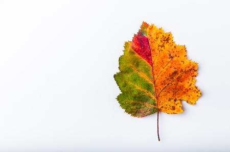 Autumn leaf colorful rainbow color gradient summer autumn season changeの写真素材