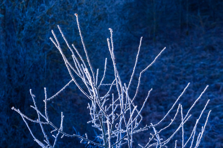 Frost on branches and trees. Weather forecast backgroundの写真素材