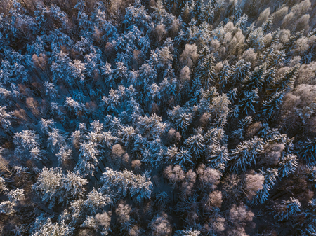 Winter forest with frosty trees, aerial view. Lithuaniaの写真素材