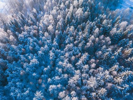 Winter forest with frosty trees, aerial view. Lithuaniaの写真素材