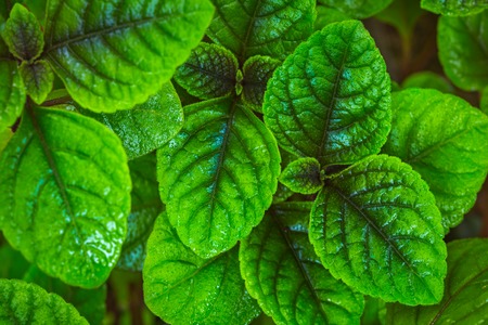 Close-up image of green leafs abstract background textureの写真素材