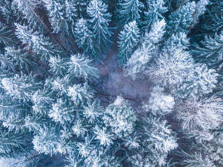 Winter forest with frosty trees, aerial view. Lithuaniaの写真素材
