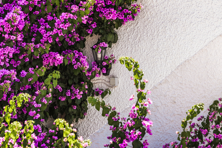 Colorful Purple Bougainvillea Flowers Isolated Against White Wallの写真素材