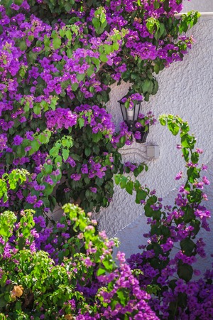 Colorful Purple Bougainvillea Flowers Isolated Against White Wallの写真素材