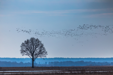 Old oak tree with flying group of birds, Lithuania Europeの写真素材