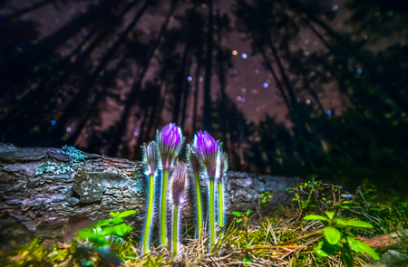 Greater pasque flowers Pulsatilla grandis violet flowers close up in the night skyの写真素材