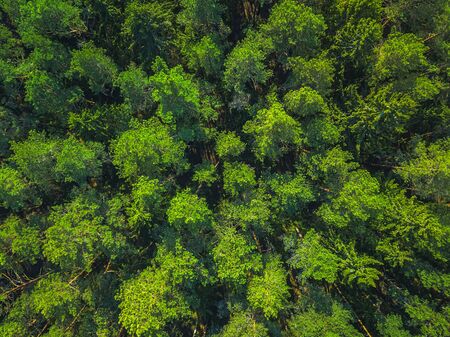 Beautiful panoramic photo over the tops of pine forest. Aerial view. From above. Picture taken using the drone. Top viewの写真素材