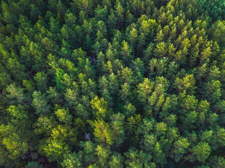Summer warm sun light forest aerial view