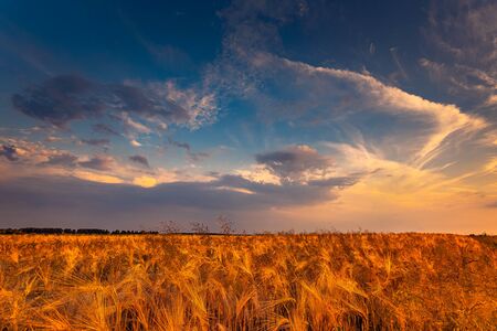 Dry wheat field with dramatic sky, drought conditions with heatの写真素材