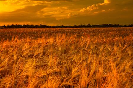 Dry wheat field, drought conditions with heatの写真素材