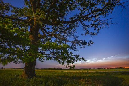 Old oak tree in the night sky with noctilucent cloudsの写真素材