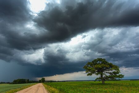 Dark thunderstorm clouds over the oak tree