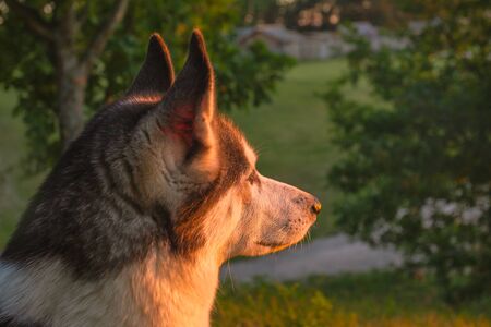 Husky dog looking into the sunset sky