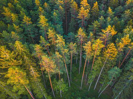 Summer warm sun light forest aerial viewの写真素材