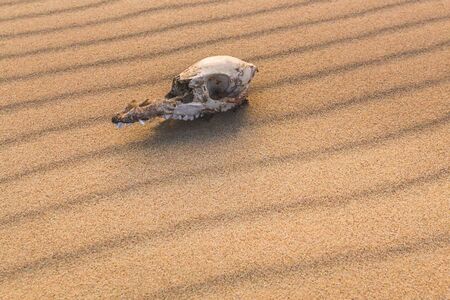 Animal skull on the sand, extinction concept
