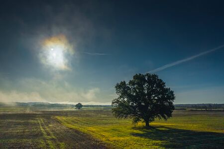 Alone tree on meadow at sunset with sun and mist in Lithuania