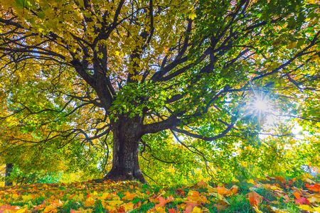 Autumn landscape under mapple tree. Colorful foliage in the fall park, Lithuania