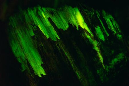 Unique background texture of bioluminescent wood glowing in the dark