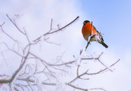 Bird on a frosty branch, winter background imageの写真素材