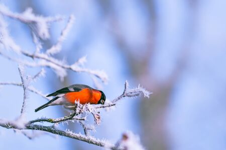 Bird on a frosty branch, winter background imageの写真素材