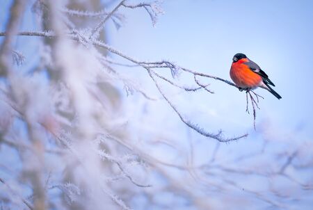 Bird on a frosty branch, winter background imageの写真素材