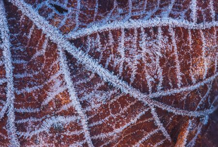 Frozen leaf with ice crystals, winter backgroundの写真素材