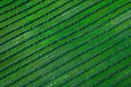 Green country field of potato with row lines, top view, aerial drone photo, Lithuania