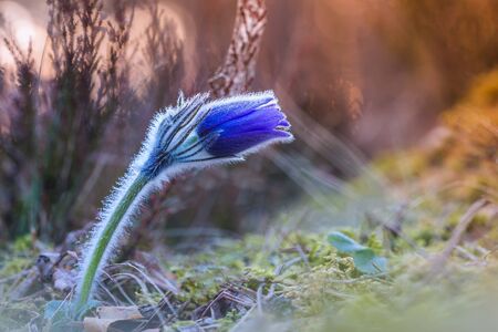 Wild Pasque flower blooming in the field
