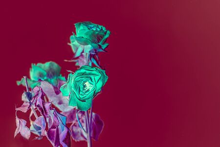 Green roses inversed color background with copy spaceの写真素材