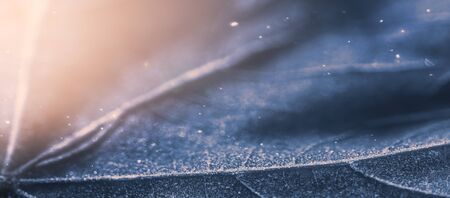 Frozen leaf with ice crystals, winter nature background, bannerの写真素材