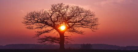 Oak tree silhuette with red sunset in the horizon, banner, Lithuania