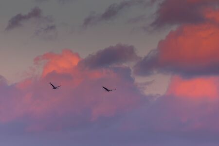 Two Common cranes flying in the beautiful skyの写真素材