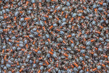 Red forest ants close-up. Background of red ant colony.の写真素材