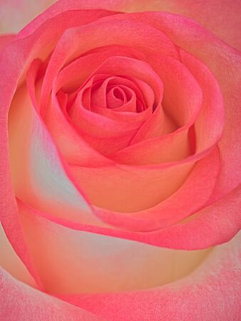 Pink rose blossom background, soft design imageの写真素材