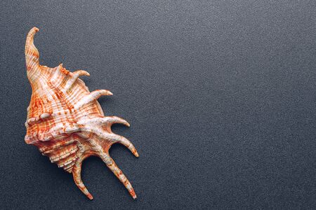 Sea shell on a dark background, flat layの写真素材