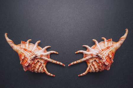 Sea shells symmetry on a dark background, flat lay