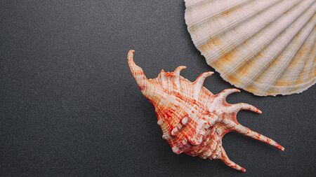 Sea shell on a dark background, flat layの写真素材