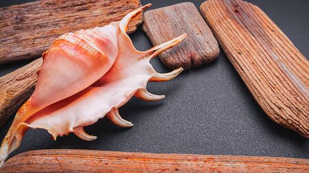 Sea shell with wood on a dark background, flat lay
