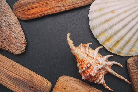 Sea shell on a dark background, flat lay with shell