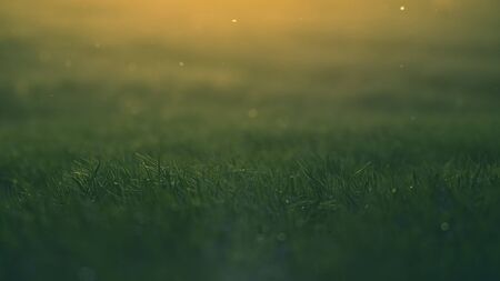 Grass back-lit by the evening sun on the edge of a meadow.