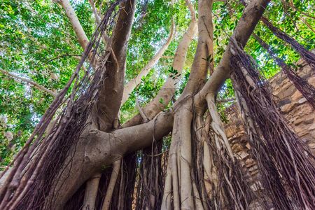 Strong roots of a tree in Seville Spainの写真素材