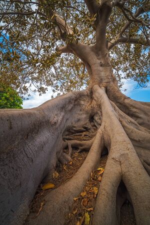 Roots of a tree in Cartagena, Spain, vertical imageの写真素材