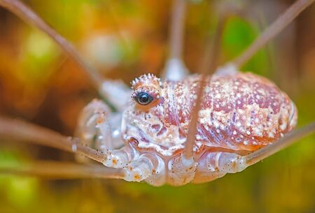 Close up picture of Opiliones, harvestmen, daddy longlegsの写真素材