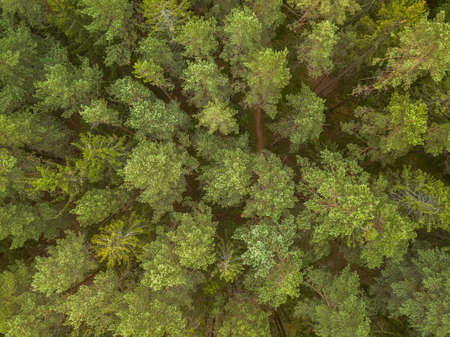 Green pine forest in the evening, aerial viewの写真素材
