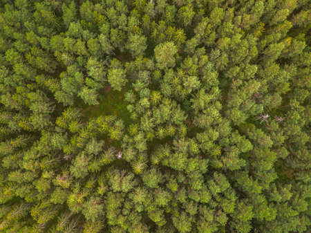 Green pine forest in the evening, aerial viewの写真素材