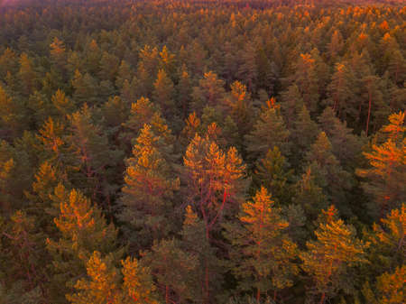 Summer warm sun light forest aerial view