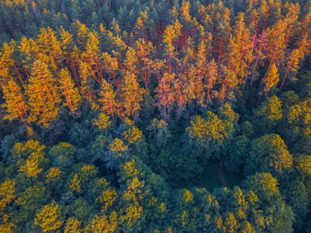 Summer warm sun light forest aerial view
