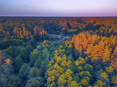 Summer warm sun light forest aerial viewの写真素材