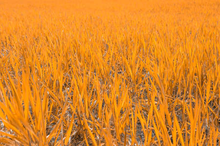 Background of dry yellow grass, drought conceptの写真素材