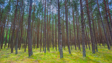 Green sunny summer forest with pine trees